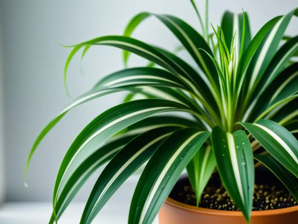 Un retrato detallado de una exuberante planta araña (Chlorophytum comosum) en un entorno interior moderno