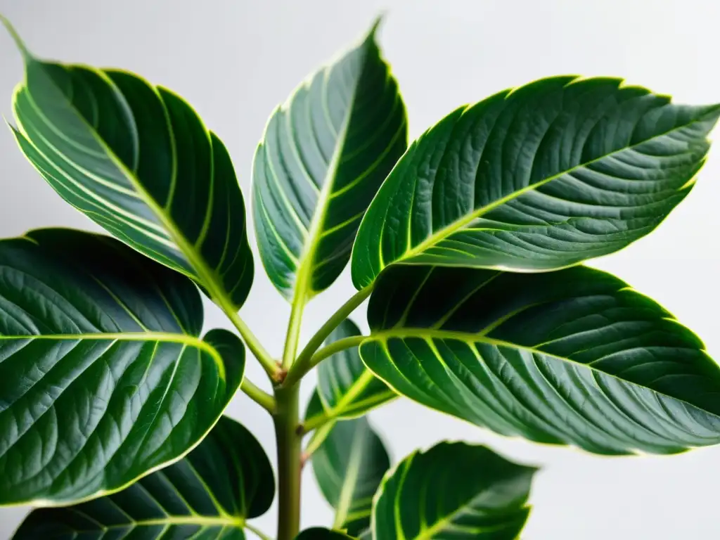 Un retrato detallado de una exuberante planta de interior con hojas variegadas, transmitiendo armonía y belleza natural