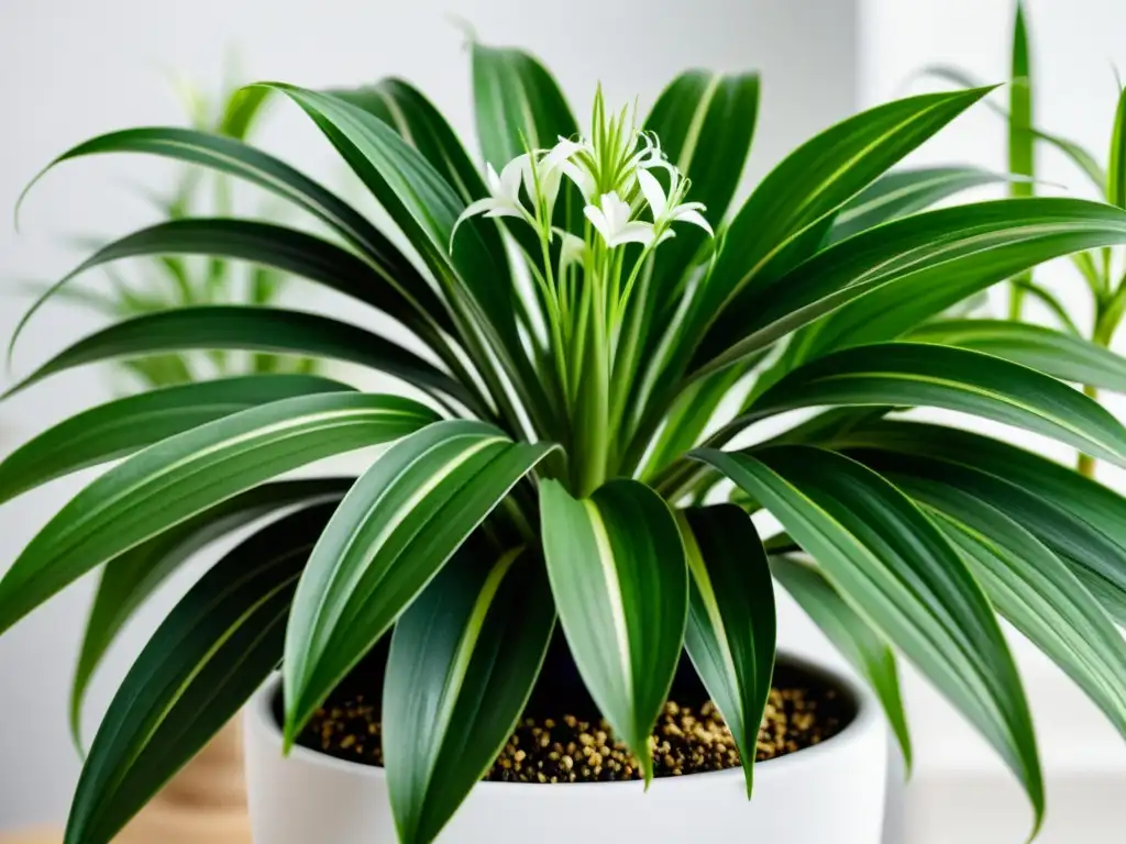 Un retrato detallado de una planta araña vibrante y saludable en una elegante maceta blanca