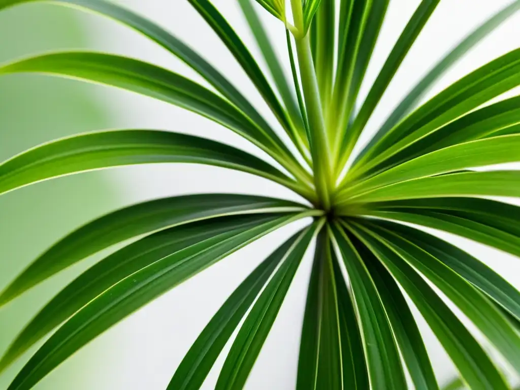 Un retrato de alta resolución de una planta araña verde vibrante y saludable con hojas largas y arqueadas, en un fondo blanco limpio