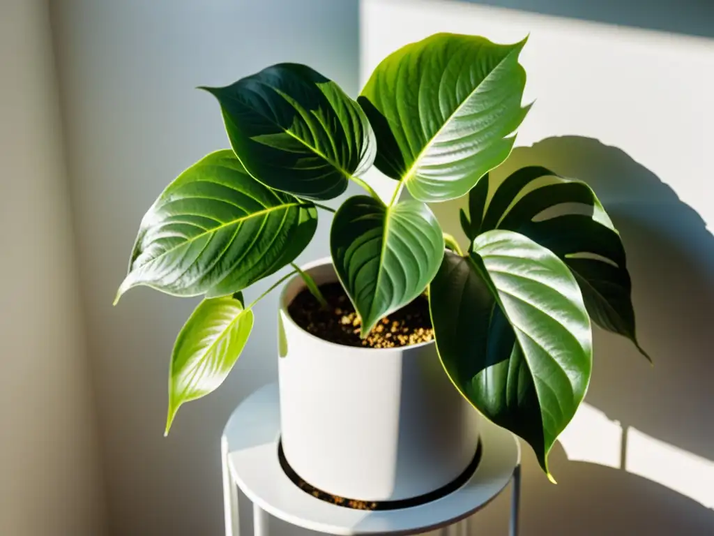 Planta interior saludable en soporte blanco, iluminada por el sol, mejora exposición solar plantas interiores