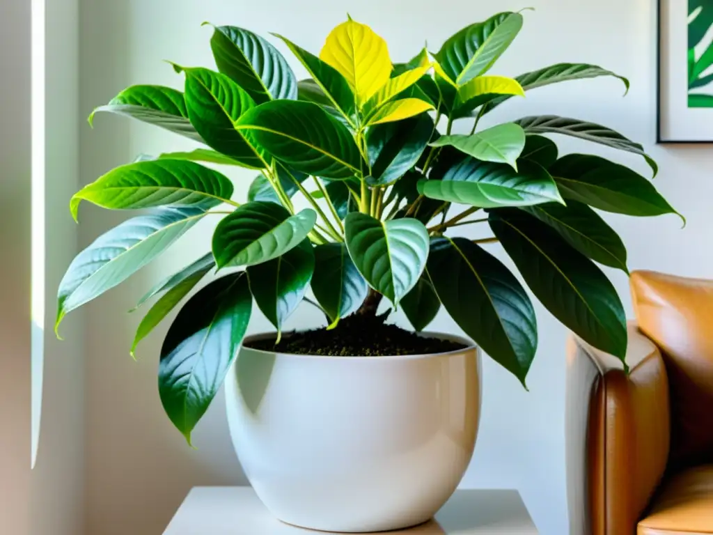 Una Schefflera vibrante en un elegante macetero blanco destaca en un luminoso salón