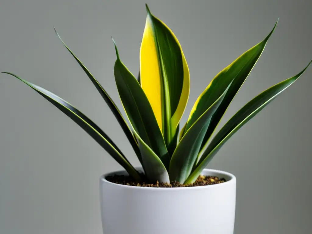 Una serena planta de interior con hojas verdes y bordes amarillos en una elegante maceta blanca