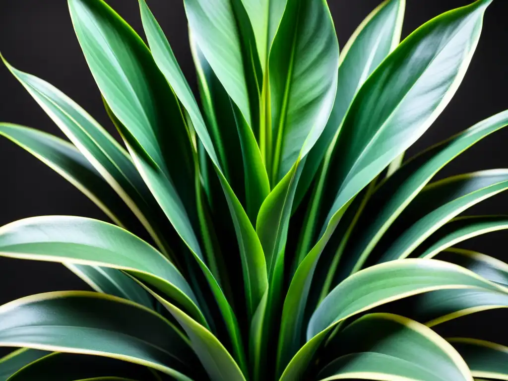 Una serena planta de interior poca luz: Sansevieria trifasciata con hojas verdes y patrones de luz