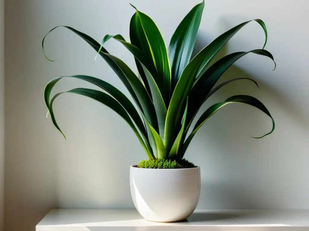 Una serena planta de interior luz fluorescente, sansevieria trifasciata, en una maceta blanca, resplandeciendo en un ambiente moderno y tranquilo