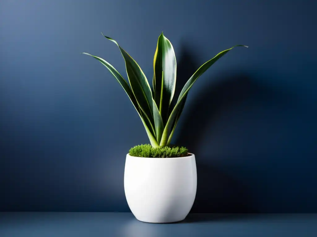 Sansevieria en maceta blanca sobre fondo índigo: belleza en penumbra Una serpiente de la suerte resplandeciente en maceta blanca, destaca en un ambiente índigo