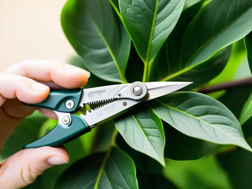 Podadora de plantas cortando hojas verdes Técnicas de poda para plantas de interior: Detalle de unas tijeras podadoras recortando delicadamente las hojas de una planta verde exuberante