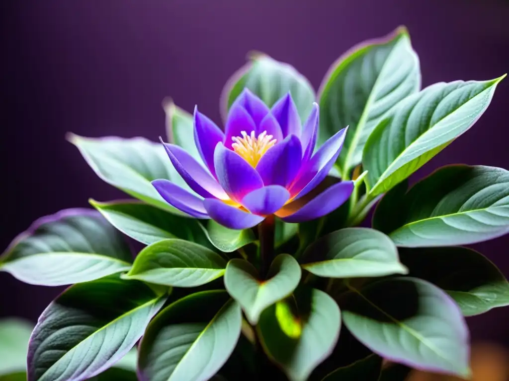 Terapia de colores LED para plantas: Luz morada ilumina delicada flor en un ambiente sereno y cautivador