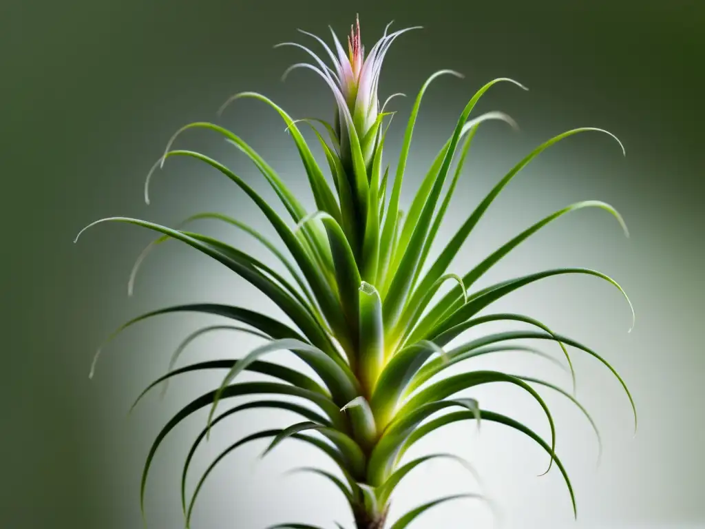 Una Tillandsia en primer plano, con tricomas delicados en hojas plateadas, resalta su belleza etérea