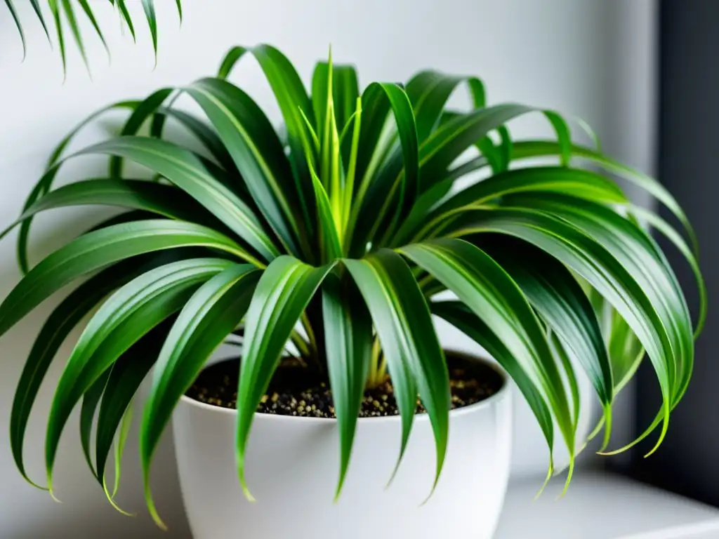 Un toque de naturaleza en un espacio interior contemporáneo con una exuberante planta de araña en una maceta blanca