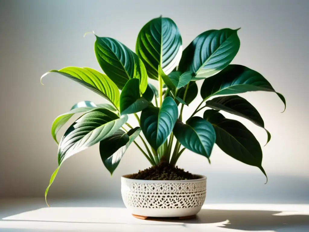 Vibrante planta de interior con hojas detalladas, iluminada por el sol